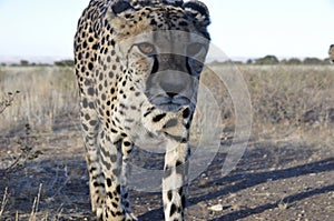 Namibia: Close to a cheetah in the Kalahari desert of Namibia