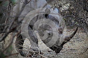 Namibia, Damaraland photo