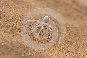 Namibia, dancing white lady spider