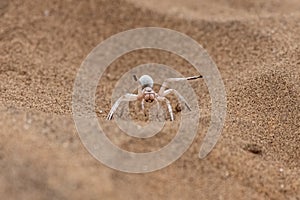 Namibia, dancing white lady spider