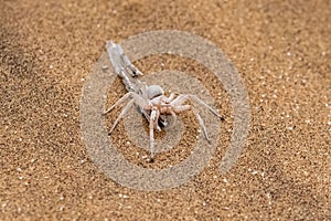 Namibia, dancing white lady spider