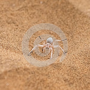 Namibia, dancing white lady spider