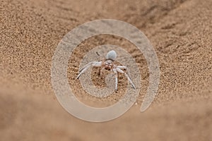 Namibia, dancing white lady spider