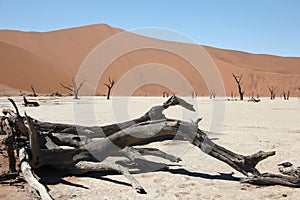 Namibia Dead Arcacia
