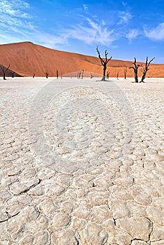 Namibia. Deadvlei clay pan. Namib Naukluft National Park. A dried out dead camel thorn (Vachellia erioloba