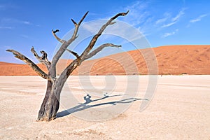 Namibia. Deadvlei clay pan. Namib Naukluft National Park. A dried out dead camel thorn (Vachellia erioloba