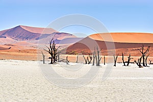 Namibia. Deadvlei clay pan. Namib Naukluft National Park. A dried out dead camel thorn (Vachellia erioloba