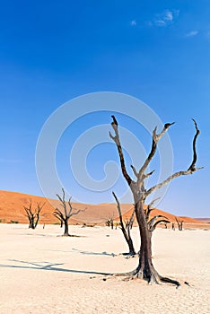 Namibia. Deadvlei clay pan. Namib Naukluft National Park. A dried out dead camel thorn (Vachellia erioloba