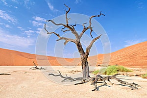 Namibia. Deadvlei clay pan. Namib Naukluft National Park. A dried out dead camel thorn (Vachellia erioloba
