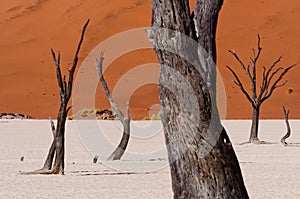 Namibia - Deadvlei trees and dunes