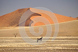 Namibia desert - Oryx
