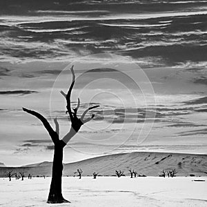 Namibia desert and trees at sunset in monochrome