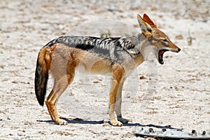 Jackal mamal of africa namibia deserts and nature in national parks photo