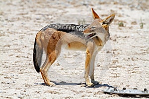 Jackal mamal of africa namibia deserts and nature in national parks photo