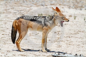 Jackal mamal of africa namibia deserts and nature in national parks photo