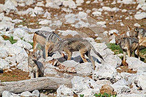 Jackal mamal of africa namibia deserts and nature in national parks photo