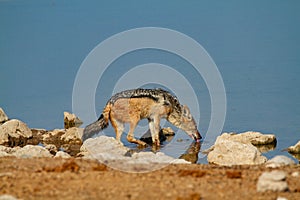 Jackal mamal of africa namibia deserts and nature in national parks photo