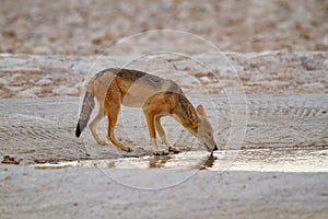 Jackal mamal of africa namibia deserts and nature in national parks photo