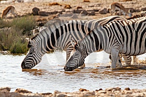 African mammal zebras deserts and nature in national parks