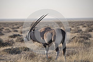 Namibia: Eiland in the Etosha National Park