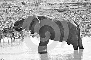 Namibia: A elephant is drinking water at Okaukuejo-Camp im Etosha Nationalpark.