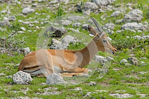 Namibia - Ethosa National Park