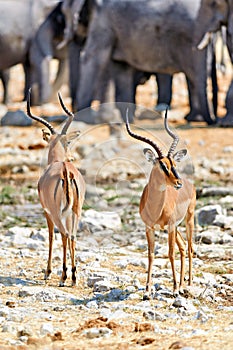 Namibia. Etosha National Park. Black faced Impala