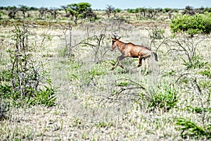 Namibia, Etosha Park, Africa,