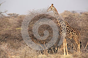 Namibia, damaraland,