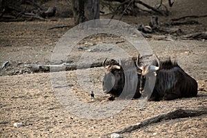 Namibia, Etosha park, gnu