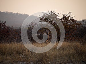 Namibia, Etosha park,