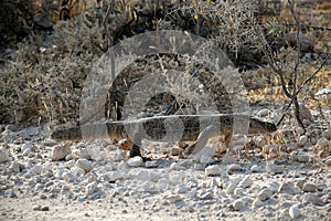 Namibia, Etosha park