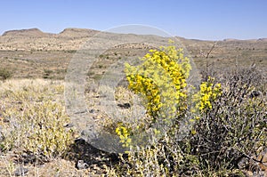 Namibia: Flowering desert bush at Fish River Canyon