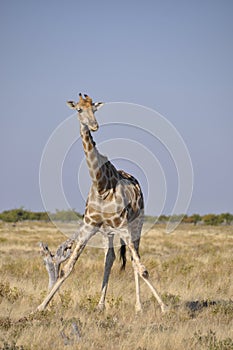 Namibia: Giraf in Etosha NAtionalpark.