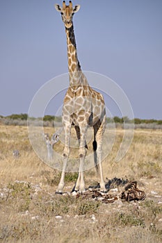 Namibia: A Giraf in Etosha Nationalpark observing the tourists