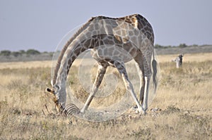 Namibia: Girafs near Namutomi Camp in Etosha national park