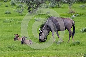 Namibia, gnu with babies