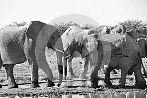 Namibia: A Herd of elephants at the waterhole in Namutomi