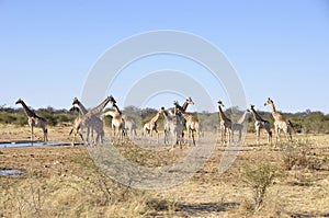 Namibia: A herd of girafs in Etosha National park