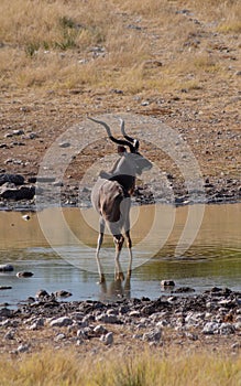 Namibia: A huge Kudu in Etosha Nationalpark photo
