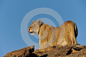 Namibia - Lioness