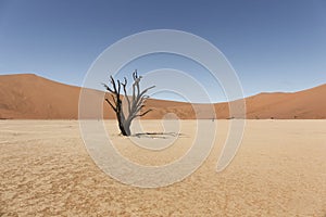 Namibia namib desert deadvlei