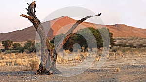 Namibia, Namib Desert,