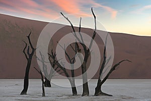 Namibia, the Namib desert, sunrise, dead acacias