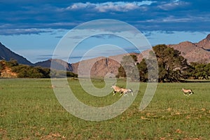 Namibia, oryx  herd running