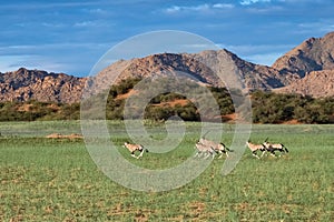 Namibia, oryx  herd running