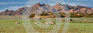 Namibia, oryx  herd running