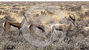 Namibia, Park Etosha