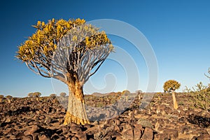 Namibia Quivertree Forest photo