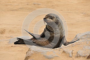 Namibia - Sea lion